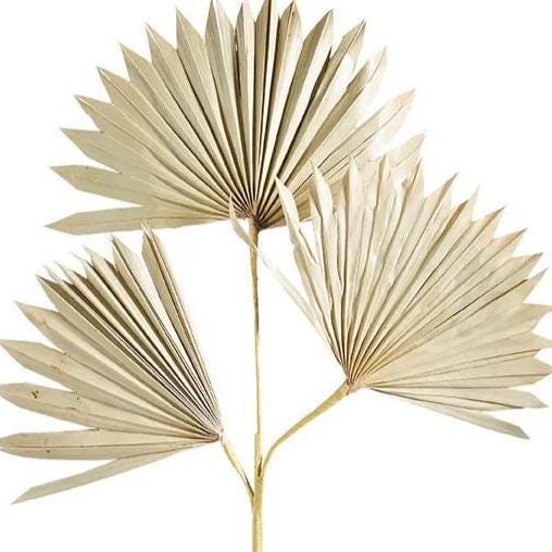 28" Dried Palm Spray, Natural Palm Fan Stem, Neutral Coastal Decor, Farmhouse Floral